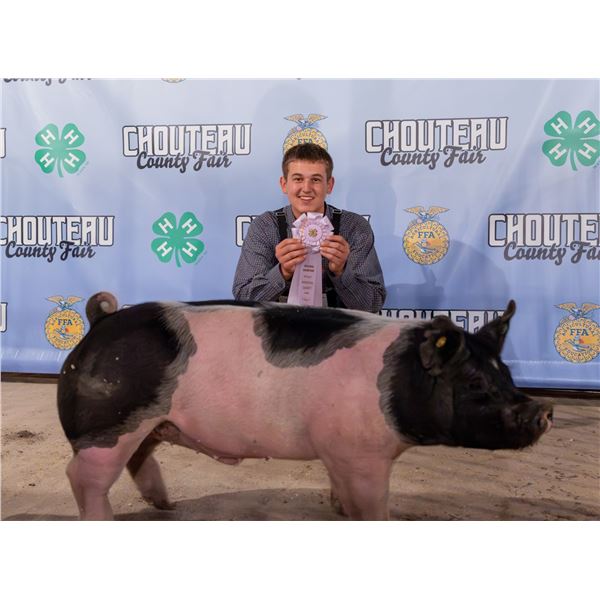 Miles Zanto - Market Swine