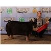 Image 1 : Mikell O'Hara - Market Swine