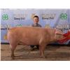 Image 1 : Freddy Granger - Market Swine