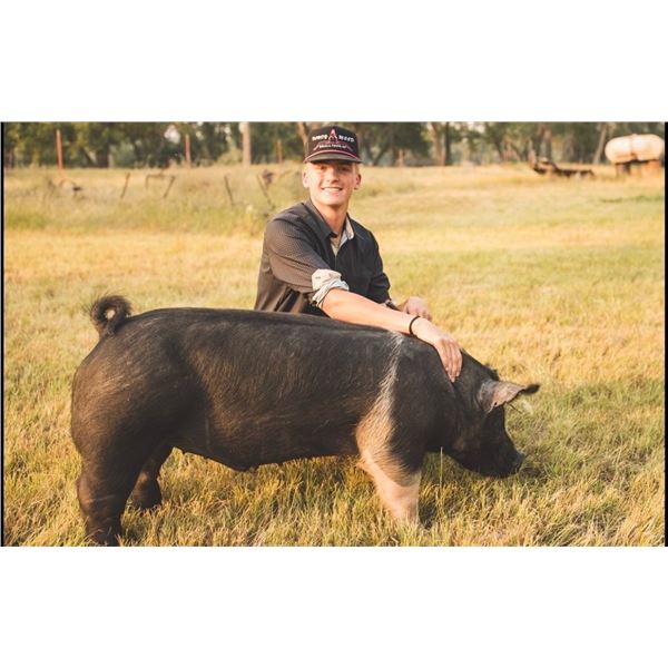 Brentlee Bomgardner - Market Swine