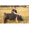 Image 1 : Brentlee Bomgardner - Market Swine