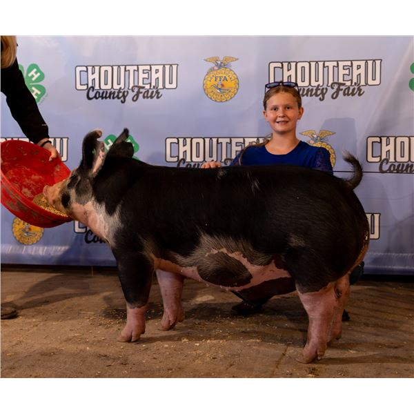 Braydee O’Hara - Market Swine