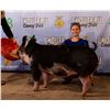 Image 1 : Braydee O’Hara - Market Swine