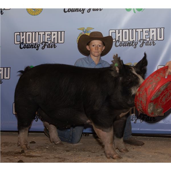 Beckett Reid - Market Swine