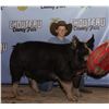 Image 1 : Beckett Reid - Market Swine