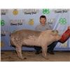 Image 1 : Brooks Diekhans - Market Swine