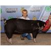 Image 1 : Sawyer Chauvet - Market Swine