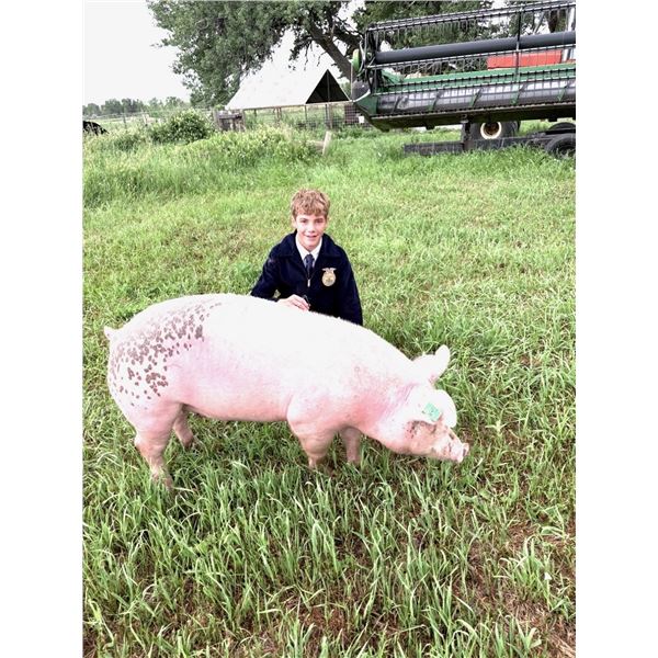 Owen Starman - Market Swine