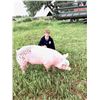 Image 1 : Owen Starman - Market Swine