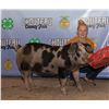 Image 1 : Natalie Heppner - Market Swine