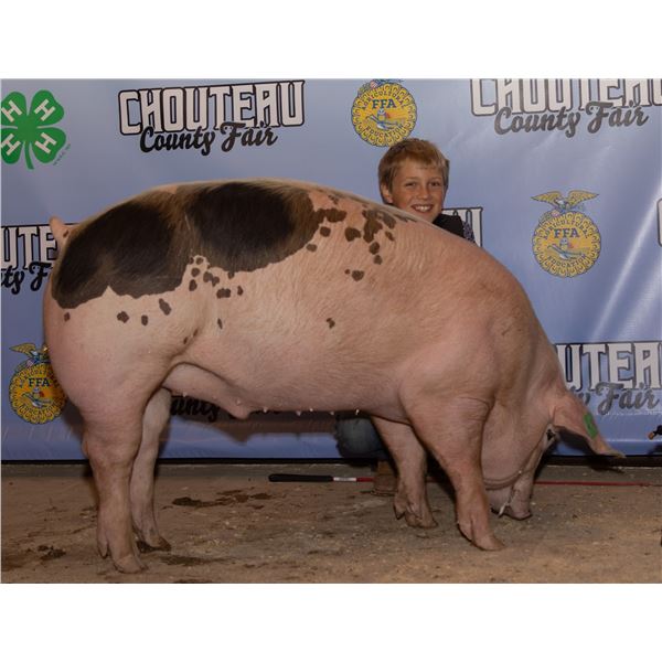 Chaz Danreuther - Market Swine