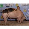 Image 1 : Chaz Danreuther - Market Swine