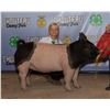 Image 1 : Emmie Jo Chauvet - Market Swine