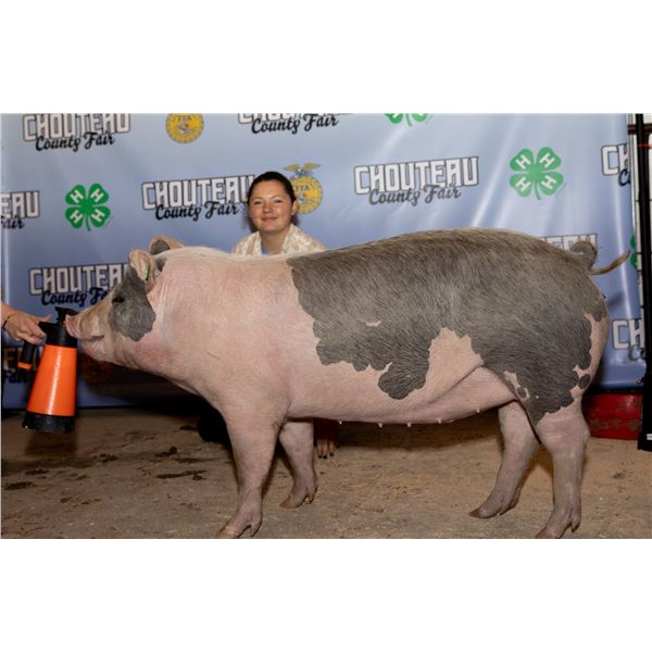 Cassie Heppner - Market Swine