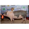 Image 1 : Cassie Heppner - Market Swine