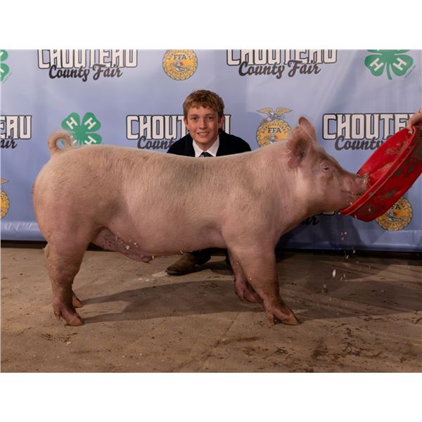 Blake O’Hara - Market Swine