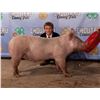 Image 1 : Blake O’Hara - Market Swine