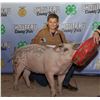Image 1 : Austin Heppner - Market Swine