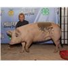 Image 1 : Cove Danreuther - Market Swine