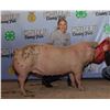 Image 1 : Bromley Reichelt - Market Swine