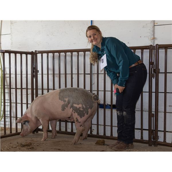 Bailey Heppner - Market Swine