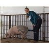 Image 1 : Bailey Heppner - Market Swine