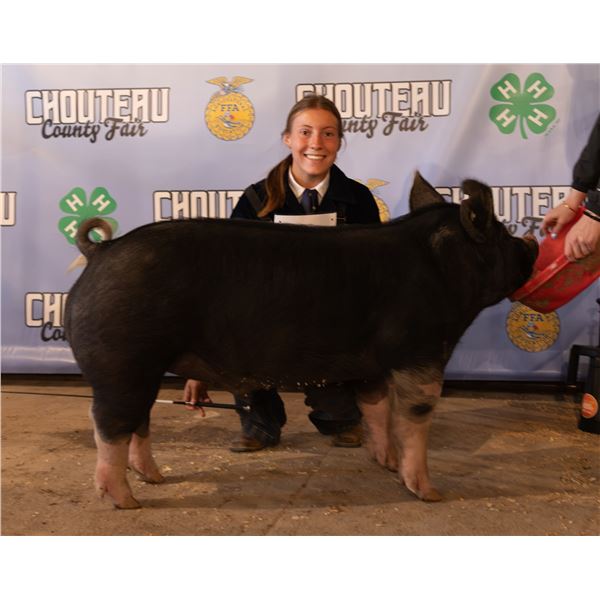 Lyndee Worrall - Market Swine
