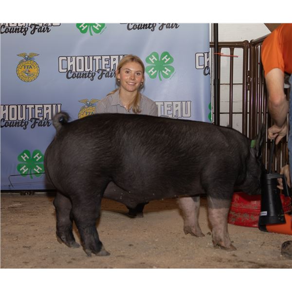 Emmery O'Hara - Market Swine