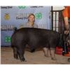 Image 1 : Emmery O'Hara - Market Swine