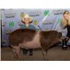 Image 1 : Thaddeus Bradshaw - Market Swine