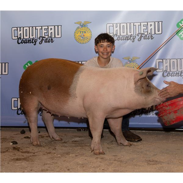 Kade Baum - Market Swine