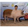 Image 1 : Kade Baum - Market Swine