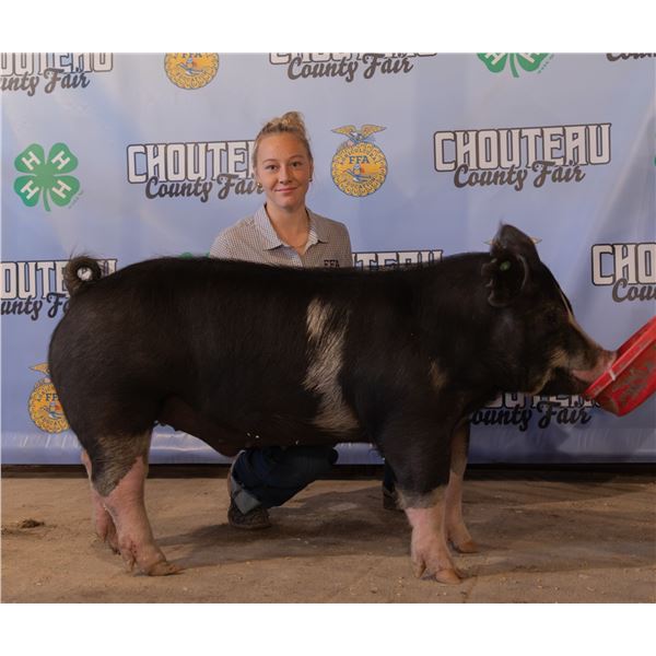 Taryn Reid - Market Swine