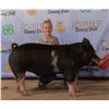 Image 1 : Taryn Reid - Market Swine