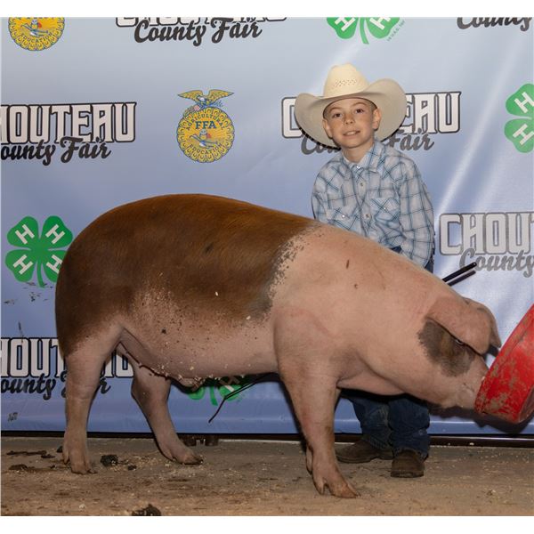 Theodore Bradshaw - Market Swine