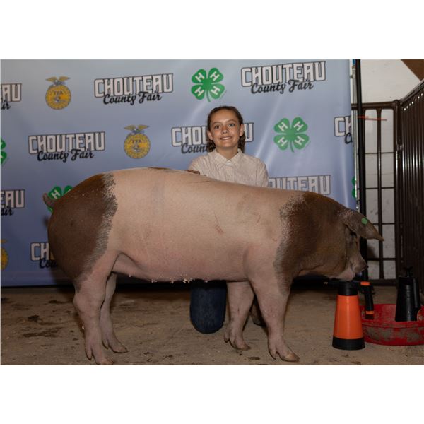 Adelynne Baum - Market Swine