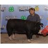 Image 1 : Gabe Cline - Market Swine