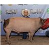 Image 1 : Augustus Bradshaw - Market Swine
