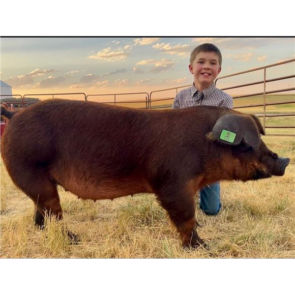 Dennis Ritland - Market Swine