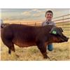 Image 1 : Dennis Ritland - Market Swine