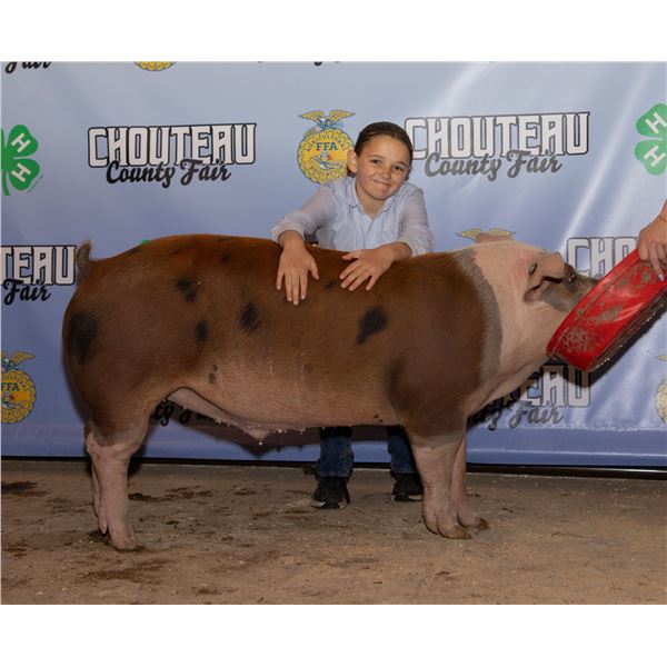 Tessa Baum - Market Swine