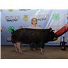 Image 1 : Oakley Jacobi - Market Swine