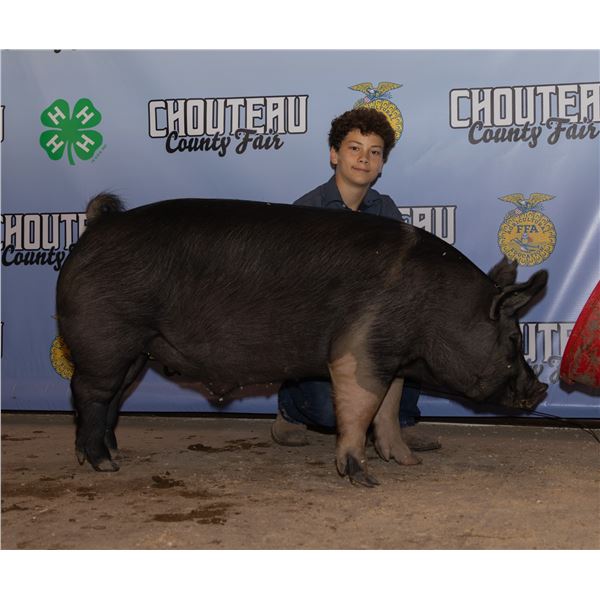 Gage Kauer - Market Swine