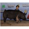Image 1 : Gage Kauer - Market Swine