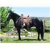 Image 1 : Rose - 2018 Percheron x QH Black Mare