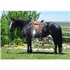 Image 2 : Rose - 2018 Percheron x QH Black Mare