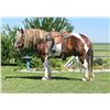 Image 1 : Charlie -  2009 Sorrel & White Paint Gelding