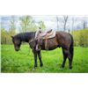 Image 1 : Rio - 2017 QH Bay Gelding