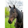 Image 2 : Rio - 2017 QH Bay Gelding