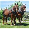 Image 1 : Read's Radiant Grant - 2016 Suffolk #3550-S Chestnut Gelding